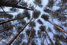 Leśny Savoir-vivre… Czyli jak bezpiecznie i w zgodzie z przyrodą korzystać z lasu